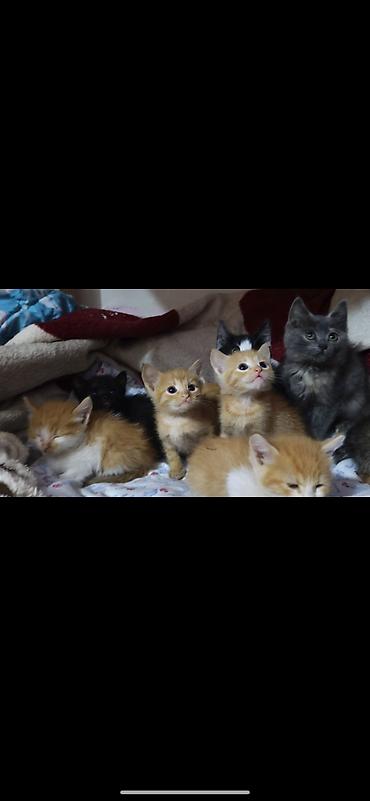 Кошки: Котики ищут дом и любящих хозяев))) есть котята 1,5 месяца и 3 — 2