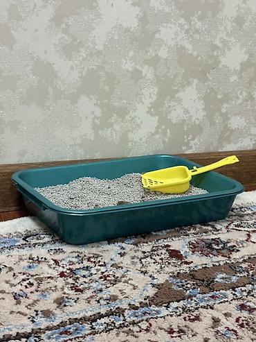 Мышыктар: 2 айлык, Ургаачы, Лотокко барууга үйрөтүлгөн — 4