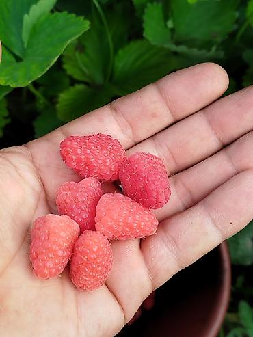 Малина: Малина Оптом — 6