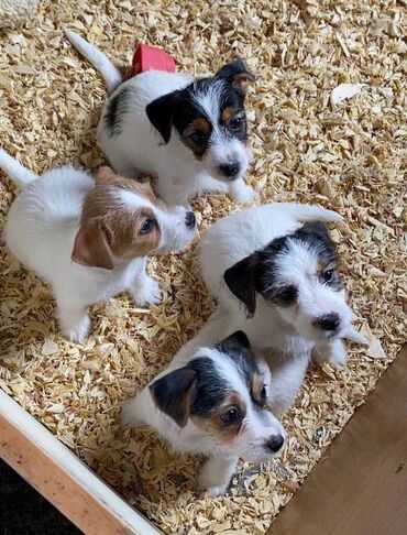 Psi: Jack Russell terijer štenci Na prodaju 4 ženkice Jack Russell — 13