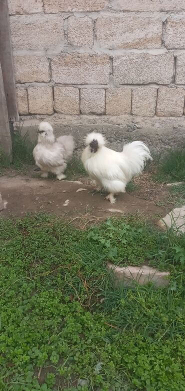 feniks xoruzu: Toyuq, Damazlıq