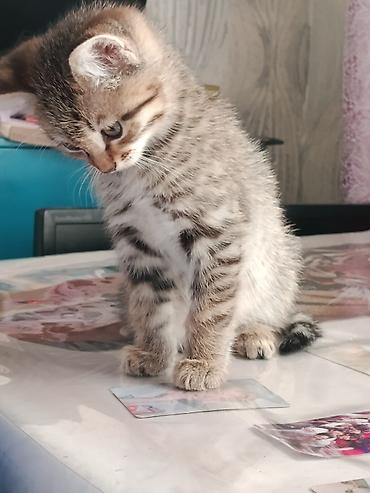 Отдам даром кошку: Кошка даром: Беспородная, 2 месяца, Мальчик, Приучена к лотку — 2