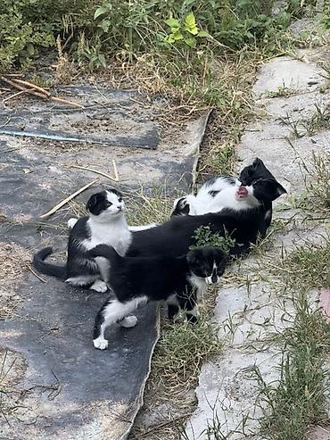 кекилик бишкек: Котята черно-белого окраса с кошкой-мамой. Вислоухие котята - — 2