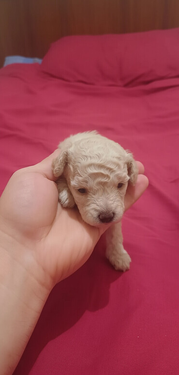 İtlər: Pudel, Dişi, Peyvəndli, Ödənişli çatdırılma — 1