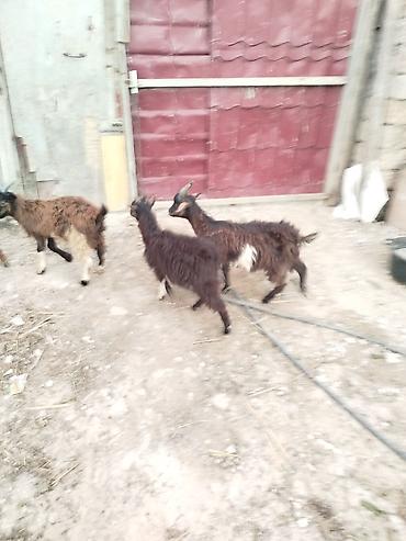 Keçilər, çəpişlər: 7 ədəd 3 .4 ayliq çəpişlərdi hamisi sağlam heyvanlardi 5 i erkəydi 2 — 3