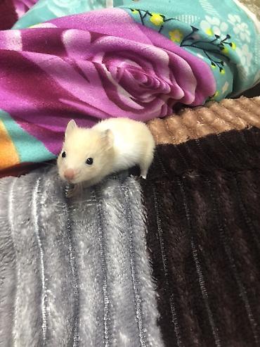 Hamster – balaca ev heyvanı - Növ: hamster (gəmirici ev heyvanı) -