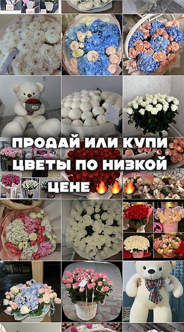 комнатные цветы бишкек: 📍 Бишкек Не давайте своим цветам завянуть, пусть они порадуют кого-то — 1