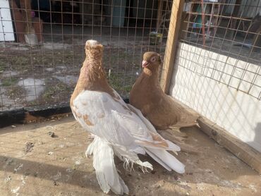 Другие с/х животные: Породные голуби с «чубом» и мощным зобом (дутыши/крякуны), окраска — 7