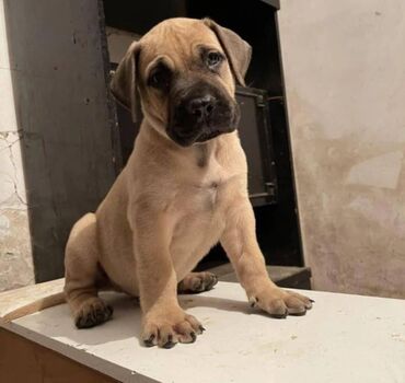 Psi: Na prodaju štenci Južnoafričkog mastifa-Boerboel Štenci su stari 2