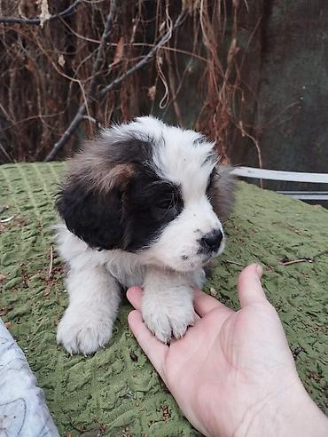 Продажа собак: Сенбернар Щенки крупной породы, пушистые, с бело‑черным окрасом — 3