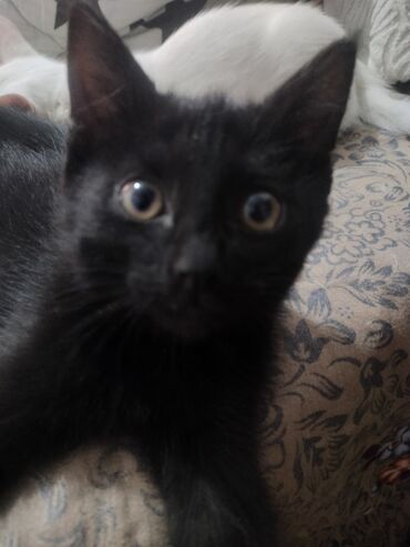 Продажа кошек: Ангорская, 10 месяцев, Девочка, Белый, Приучена к лотку — 6