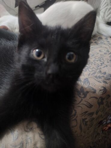 сколько стоит вислоухий котенок: Котята 2 месяца. осталось 2 белых,у одного гетерохромия один глаз