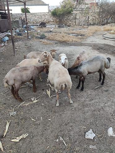 arpanın qiyməti: Əmlik quzular 33-40 kilo arası arpa yonca ilə bəslənib qiymet 10 manat — 2