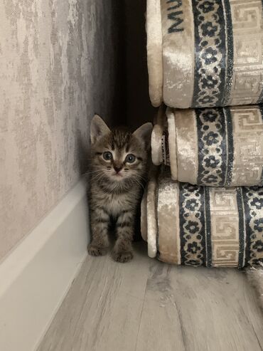 для кошек домик: Бенгальская, 1 месяц, Девочка