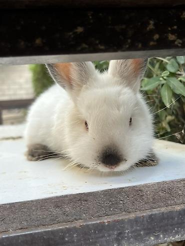 Грызуны: Белый декоративный кролик с темными отметинами - Порода/тип — 1