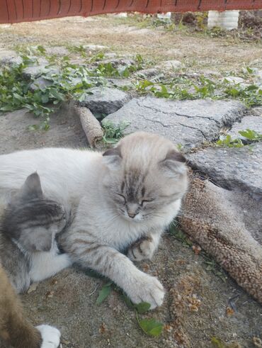 сиамский котенок: Котята и молодые кошки окраса колор-пойнт (сиамский тип) - Окрас