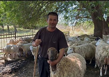 Mal-qara: Südəmər qoyunlar – süd istiqamətli sürü - Süd verimi yüksək, iri — 4