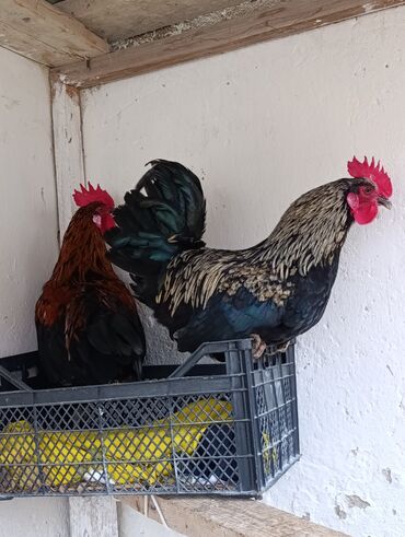 Xoruzlar: Saf qanlı Astralorp xoruzlar cütü 80 azn - Növ: astralorp cinsi — 8