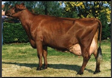 Корма для с/х животных: Стимулятор набора веса со стволовыми клетками костный жир со — 15