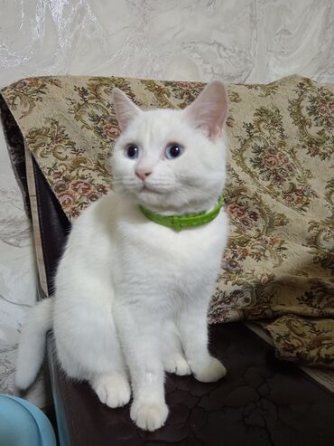 Pişiklər: Dişi, Yaxşı əllərə, Ünvandan götürmə — 2