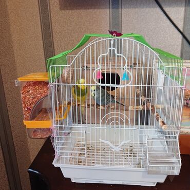 quş yuvalari: Salam iki papuqayqəfəs,mel duz,yuva su qabi,yem qabi hamsi verilir