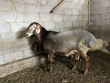 Продаю | Баран (самец) | Для разведения — 1