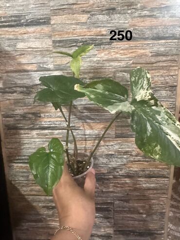 Другие комнатные растения: Комнатные растения. Домашние — 16