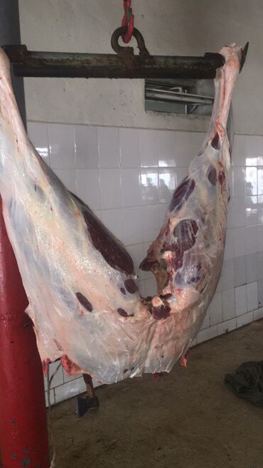 Куплю с/х животных: Куплю | Лошади, кони | Круглосуточно, Любое состояние, Забитый — 10