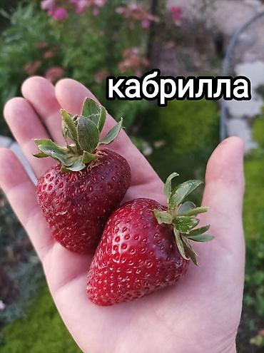 саж: Саженцы садовой земляники (клубники) — проверенные сортовые позиции — 2