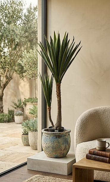 ucuz gül: İç məkan üçün dekorativ tropik bitki – Yucca (iki gövdəli), keramik — 1