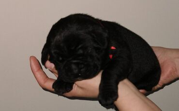 Psi: Ako tražite vernog člana porodice, obratite se nama i postanite — 21