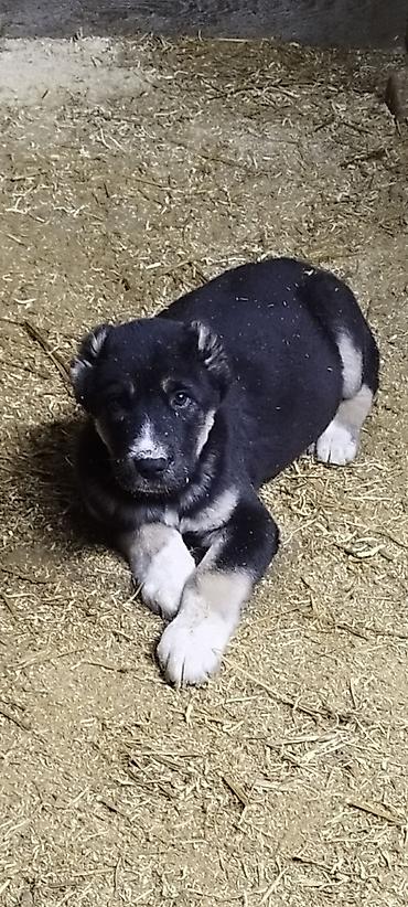 Продажа собак: Шикарные Щенки САО . Среднеазиатской Овчарки ХОРОШИХ БОЙЦОВСКИХ — 15