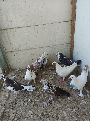 bulbul quşu satışı: Salam 8 ədəd tutulma, sağlam quşlardır. Hamısı 35 AZN Əbreş ərkey — 6