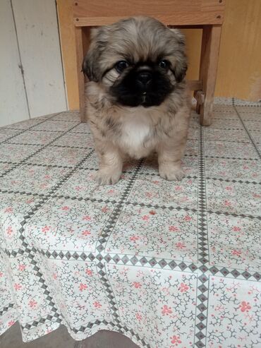 peyin: Pekines, 2 ay, Dişi, Peyvəndli, Ödənişli çatdırılma