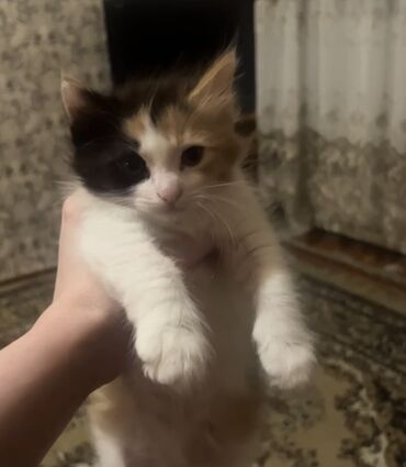 Собаки: Самка, В добрые руки, Самовывоз
