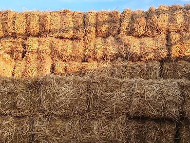 продажа пчёл: Продам тюки соломы. Тюки большие, сухие прессовали для себя! — 1