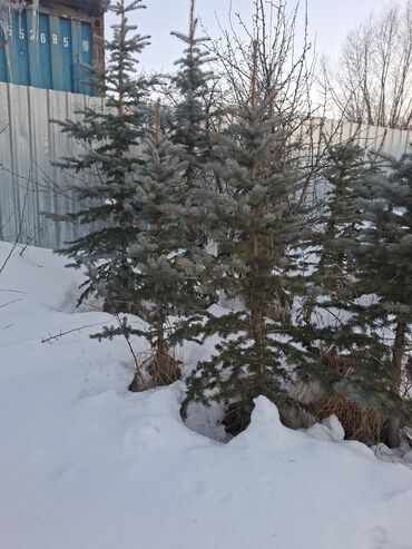 Декоративные деревья: Саженцы деревьев: Ели — 1