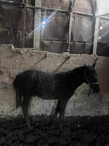 Лошади, кони: Продаю | Жеребенок | Для разведения — 3