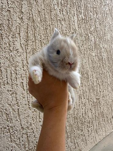 Dovşanlar: 1 aylıq holland balaca🐰 ÖZEL İki dovşan götürsəniz, bir-birlərinə — 3