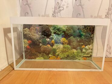 приют собак в баку: Dördbucaq akvarium, Boş, 60 l, Ünvandan götürmə