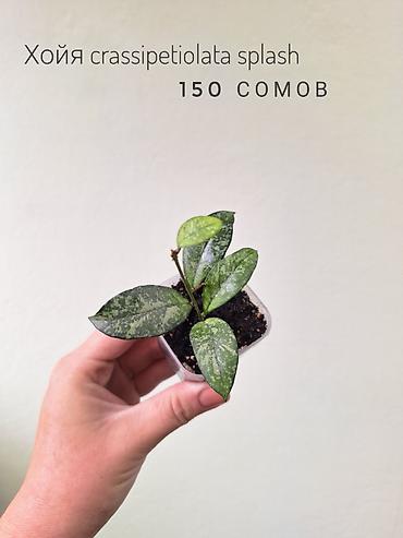 растения в аквариум: 🌿 Комнатные растения/цветы (детки/молодые растения). 🪴 Названия и цены — 8