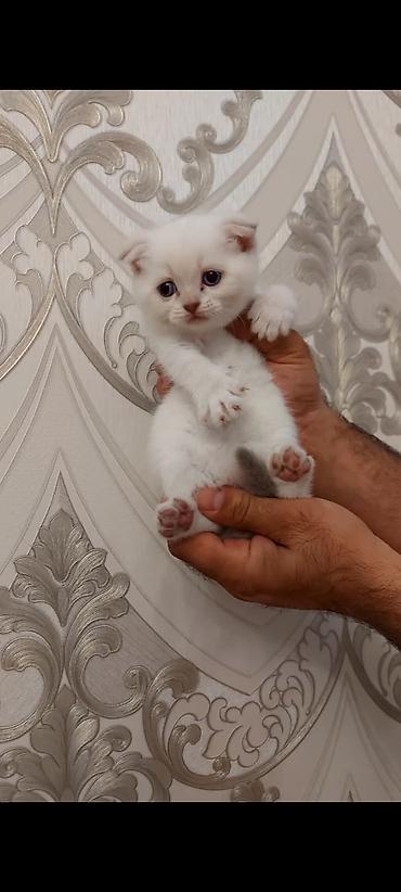 Кошки: Шотландская, Самка, Платная доставка — 2