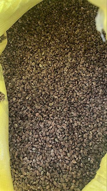 Эспарцет: Эспарцет [тюп район ],кара беде урону [кара балтаныкы — 14