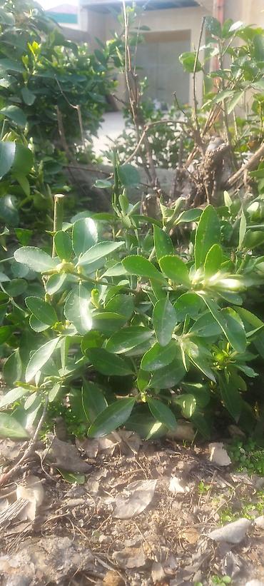 rozmarin bitkisi: Pitosporum (Pittosporum tobira) dekorativ kol – canlı çit və landşaft — 1