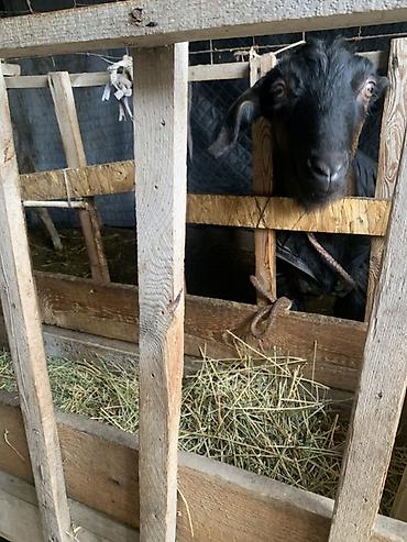 Козы, козлы: Продаю | Козёл (самец) | Для разведения at lalafo.kg — 14 Козы, козлы: Продаю | Козёл (самец) | Для разведения — 14