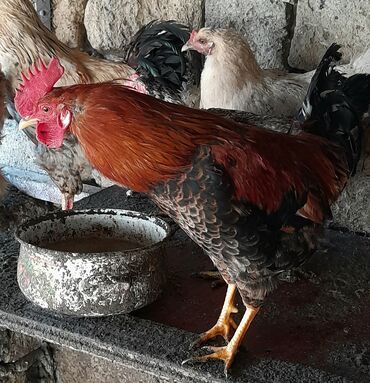 Xoruzlar: Xoruz, il: <1 — 6