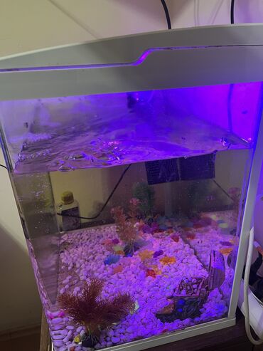 Akvariumlar: Akvaryum komplekti İçində 2 ədəd pilesos balıqla birlikdə satılır — 1