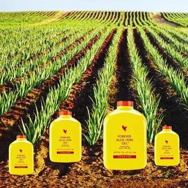 египетский чай. для похудения натуральный средства: Təbi̇i̇ aloe vera şi̇rəsi̇ mədə bağirsaq yarasi̇ni̇n şəkər