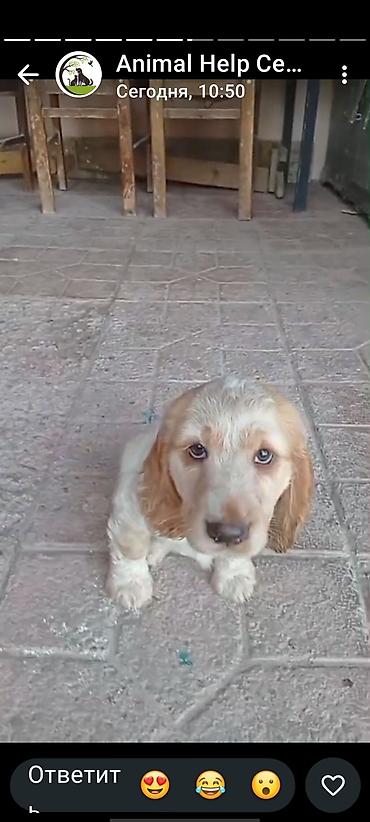 tap az xaski: Koker spaniyel, 2 ay — 1