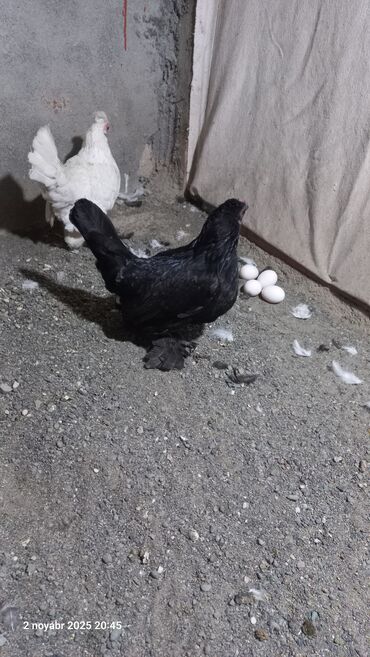 setteri it cinsinin digər adı: Yaponka fərələr yumulayırlar xoruz yoxdu qiymət.cutunə aiddir